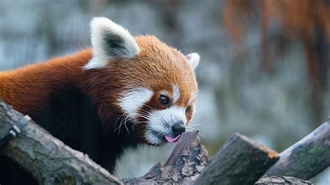 A visit to the Krakow Zoo on Behance