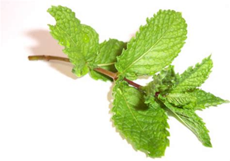 Mięta - DoradcaSmaku.pl