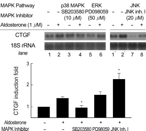 Involvement Of P Mapk Pathway In Aldosterone Mediated Ctgf