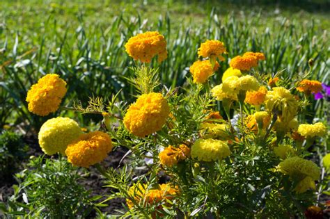 Do Deer Eat Marigolds [+ 5 Deer Resistant Varieties] - Deer Gardener