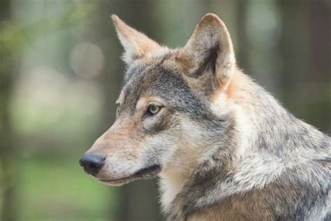 From Tundra to Forest: The Astonishing Adaptability of Wolves Worldwide