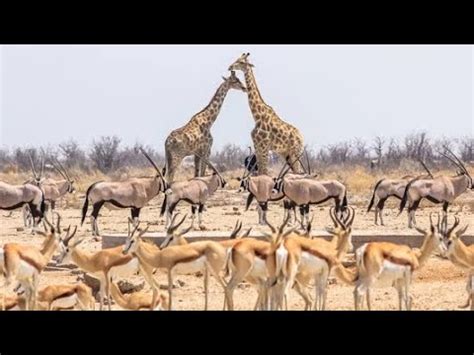 NAMÍBIA ANIMAIS SELVAGENS DA ÁFRICA YouTube