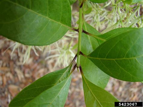 Arkansas Tree Database - Fringe-tree, Grancy Gray-beard