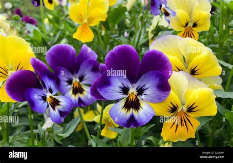 Butterfly flower in a garden. Purple and yellow butterfly flowers ...