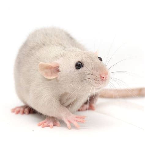 National Fancy Rat Society - NFRS | Pet rats, Cute rats, Fancy rat