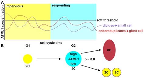 Figures And Data In Fluctuations Of The Transcription Factor Atml