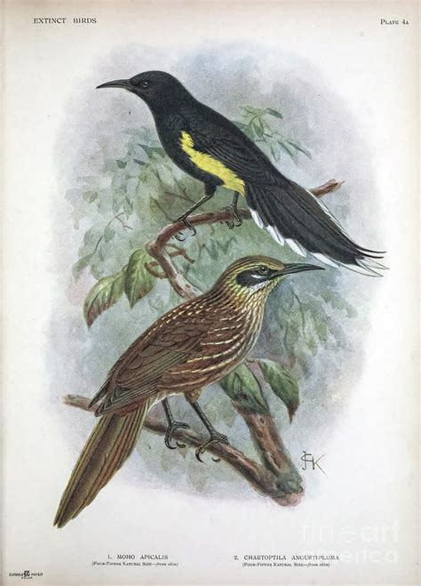 Hawaiian Honeycreeper X3 Drawing By Historic Illustrations Fine Art