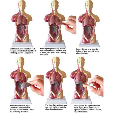 Medical Anatomical Human Body Model Anatomy Internal Organ Teaching