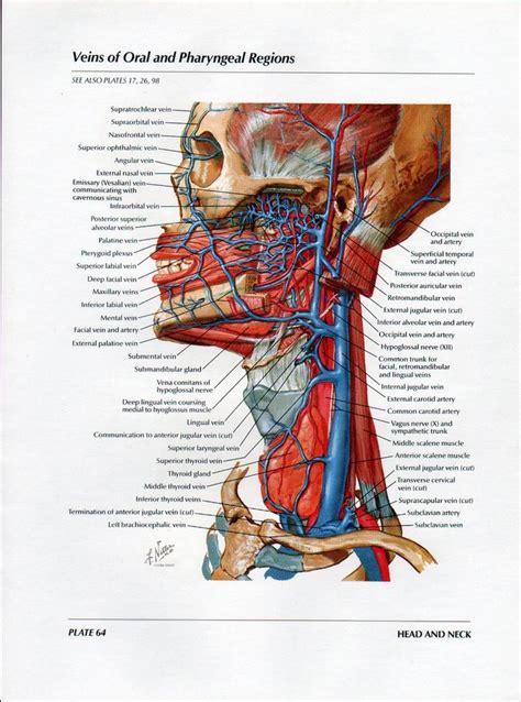 Netter Head And Neck Anatomy Gallery Anatomy Medical Anatomy Head