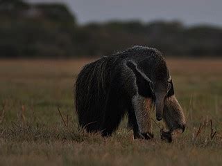 Wildlife and Landscape Photography in Brazil