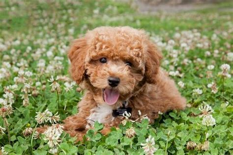 Bichon Poodle: Why You Should Own This Curly-Haired Teddy – All Things Dogs