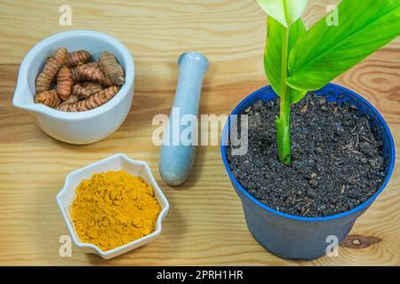 Turmeric Plant With Herb Powder And Roots Growing In Soil Used In Food