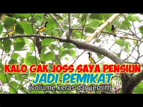 Suara Pikat Sogon Ribut Kombinasi Prenjak Ribut Paling Joss Youtube