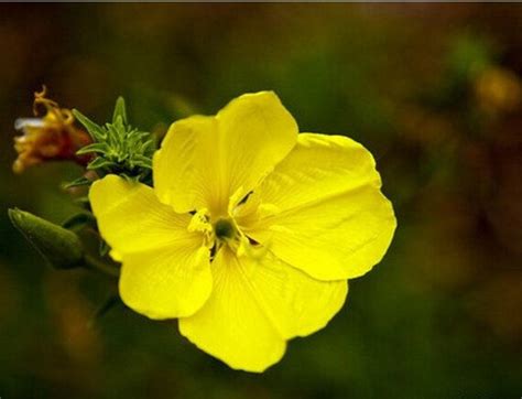 Evening Primrose Seeds Oenothera biennis Seed by Greenworld1