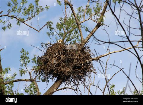 Bald Eagle Nesting Stock Photo - Alamy