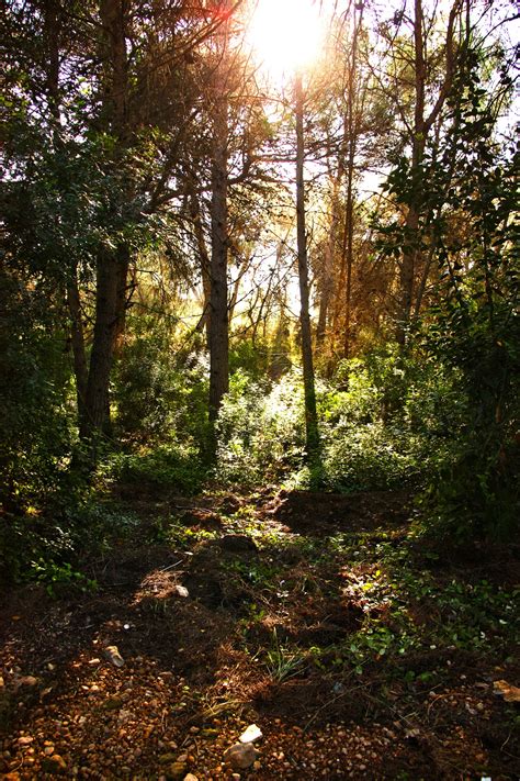 Free Images Tree Nature Wilderness Trail Sunlight Leaf Autumn