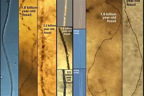 Deepest Hole On Earth Sealed After Finding 2 Billion Year Old Fossil