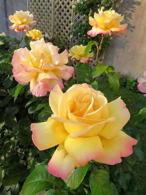 Beautiful Roses Beautiful Gardens English Cottage Style Friendship