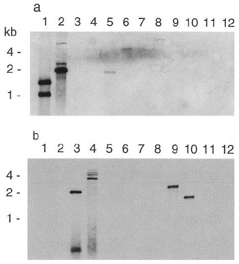 Phylogenetic Relationship Of Cdtb Proteins Between C Jejuni E Coli