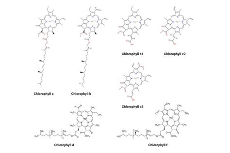 Jenis Jenis Klorofil