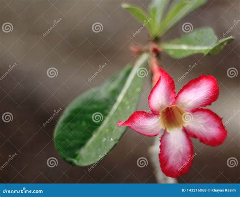 Flowers stock photo. Image of flowers, kerala, plants - 143216868