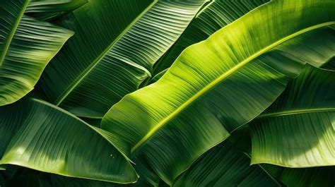 Premium Photo Lush And Alive Captivating Banana Leaf Texture