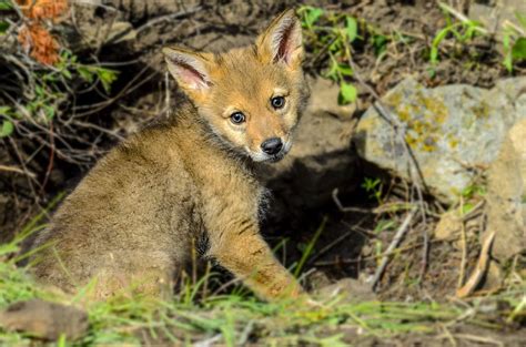 Coyote Pups Wallpapers - asimBaBa | Free Software | Free IDM Forever