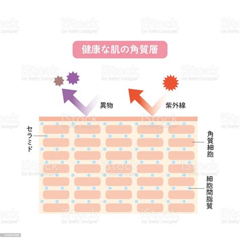 Stratum Corneum Of The Skin Structure Of The Skin Skin Diagram Beauty