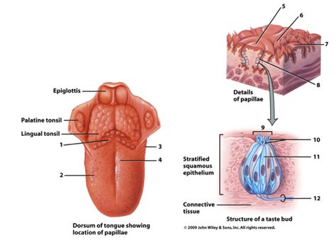 bio 151- gustatory structures Diagram | Quizlet