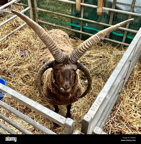 Manx Loaghtan Sheep At Three Counties Show 2023 Stock Photo Alamy