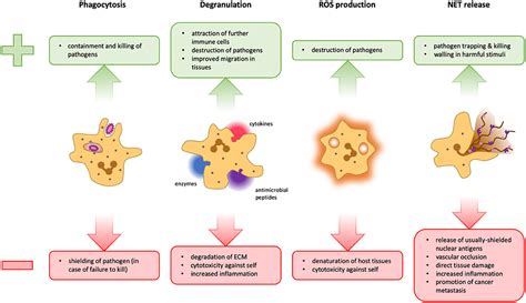 Frontiers The Regulatory Effects Of Interleukin 4 Receptor Signaling