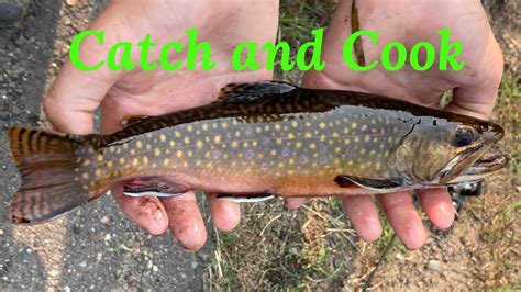 Native Wi Brook Trout Catch And Cook Youtube