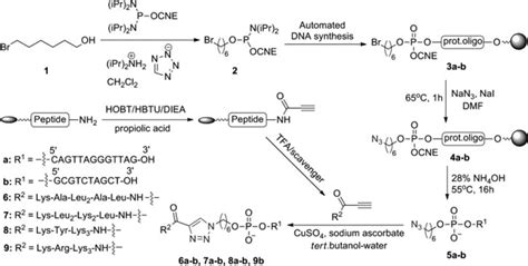 Scheme 1 Oligonucleotide Azide Conjugation With Alkynyl Peptide Using