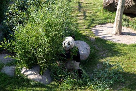 Panda in Copenhagen Zoo editorial stock image. Image of denmark - 157015754