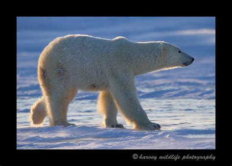 Polarbearwalking Pictures Of Polar Bears In Wapusk National Park By