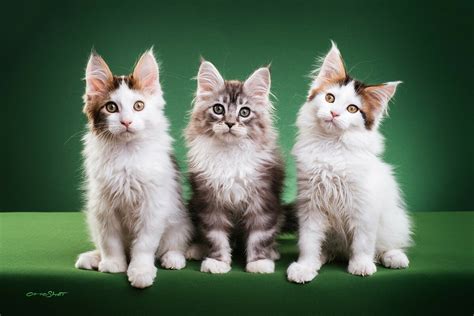 The Ultimate Maine Coon Cat Grooming Guide - MOOKNOW CAT