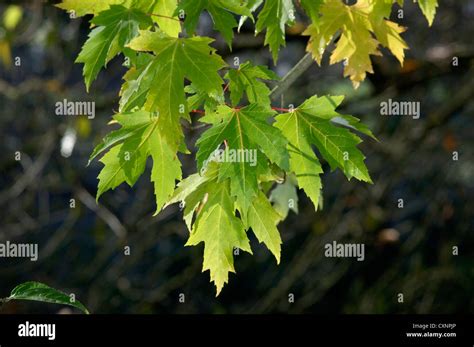 Silver Maple Trees Hi Res Stock Photography And Images Alamy