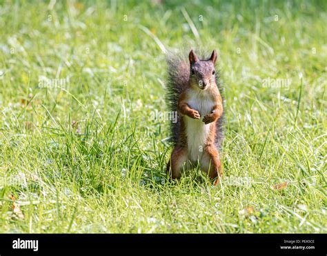 Little Red Squirrel Standing In Green Grass Lawn Stock Photo Alamy