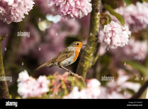 Robin in Cherry Blossom Stock Photo - Alamy