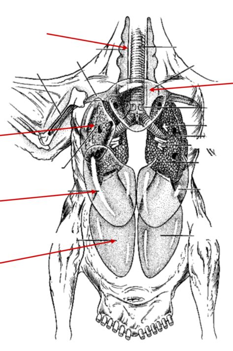 Air sacs Diagram | Quizlet