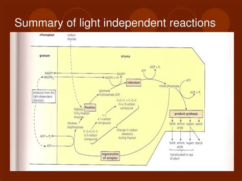 Ppt Light Independent Reactions Powerpoint Presentation Free Download Id 5780318