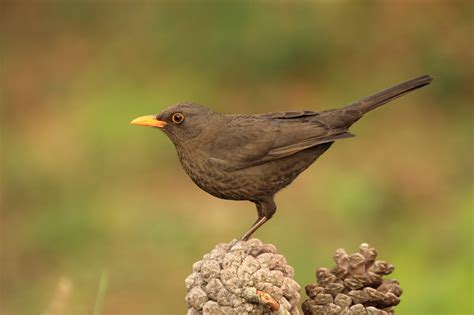 mirlo comun avesdeceuta