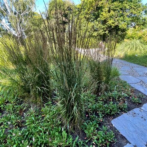 Sandrohr Karl Foerster Calamagrostis X Acutiflora Karl Foerster