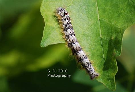 American Lappet Moth Caterpillar - What's That Bug?