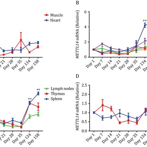 Expression Of Wtap In Different Tissues At Different Stages By Using