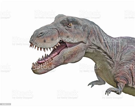 Tyrannosaurus Rex Stock Photo - Download Image Now - Tyrannosaurus Rex ...