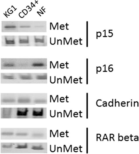 P P E Cadherin And Rar Gene Methylation Status During