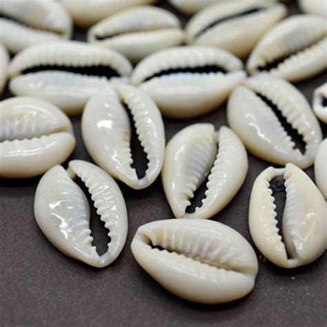 50pcs Bulk Cut Sea Shell Cowrie Cowry Slice Shells Beach Jewelry Diy 1