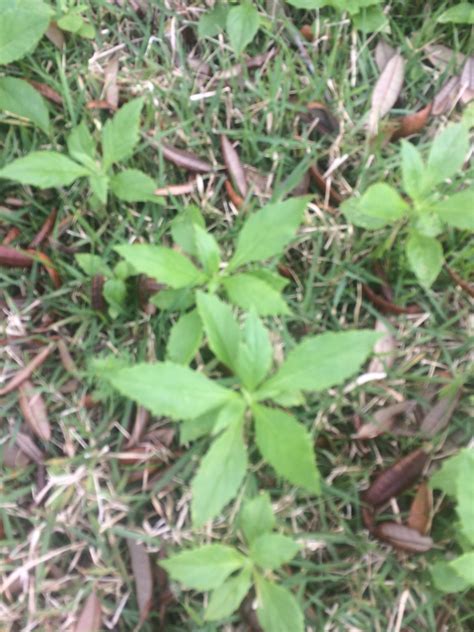 Weed Taking Over Yard Walter Reeves The Georgia Gardener