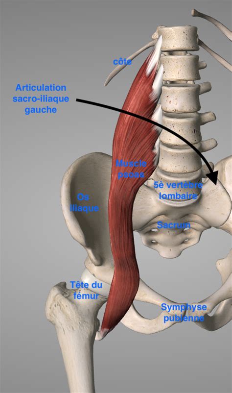 Le psoas le muscle clé MaSymbiose fr